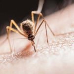 Homeopathic Medicine for Dengue Fever – Remedies and Indications
