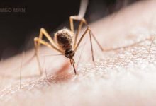 Homeopathic Medicine for Dengue Fever – Remedies and Indications