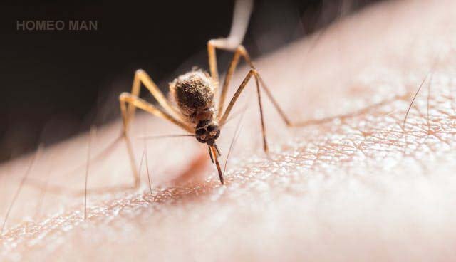 Homeopathic Medicine for Dengue Fever – Remedies and Indications